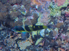 Thalassoma jansenii