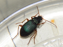 Chlaenius sericeus