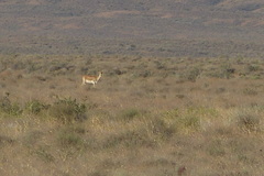 Gazella subgutturosa