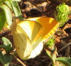 Afrodryas leda