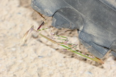 Empusa pennicornis