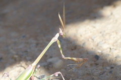 Empusa pennicornis