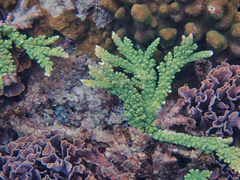 Acropora florida
