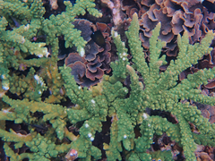 Acropora florida