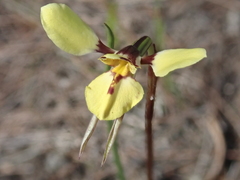 Diuris pardina × chryseopsis