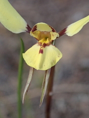 Diuris pardina × chryseopsis