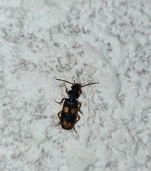 Omphrina