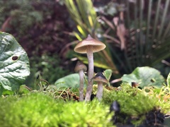 Psilocybe angulospora