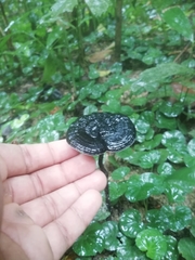 Sanguinoderma rugosum