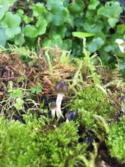 Psilocybe angulospora
