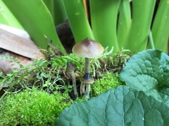 Psilocybe angulospora