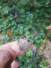 Sanguinoderma rugosum