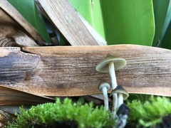 Psilocybe angulospora
