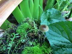 Psilocybe angulospora