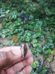 Sanguinoderma rugosum