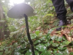 Sanguinoderma rugosum