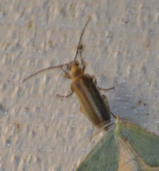 Pseudozonitis labialis