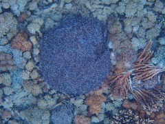 Euphyllia glabrescens