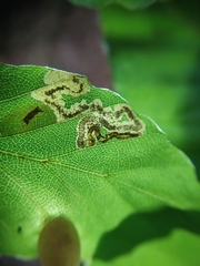 Stigmella hemargyrella