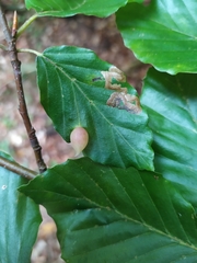 Stigmella hemargyrella