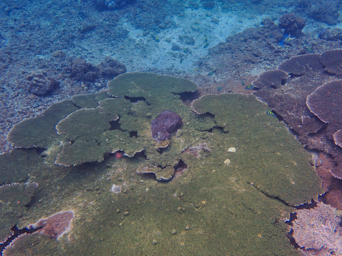 Table Coral