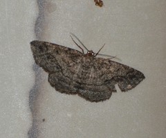 Pterospoda nigrescens