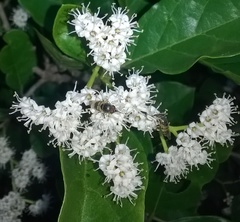 Ehretia laevis