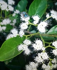 Ehretia laevis
