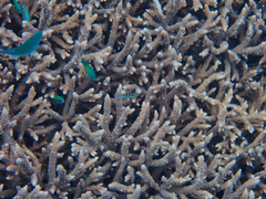 Acropora muricata