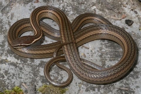 Nuevo Leon Graceful Brown Snake