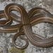 Nuevo Leon Graceful Brown Snake - Photo (c) Diana-Terry Hibbitts, some rights reserved (CC BY-NC), uploaded by Diana-Terry Hibbitts