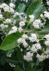 Ehretia laevis