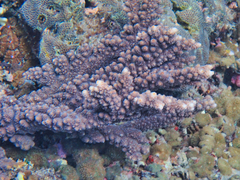Acropora florida