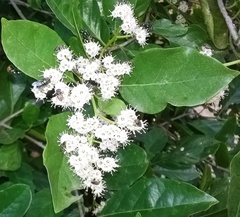 Ehretia laevis