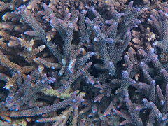 Acropora muricata