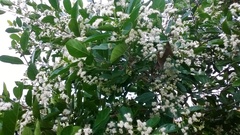 Ehretia laevis