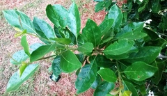 Ehretia laevis