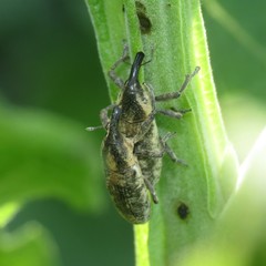 Lixus scrobicollis