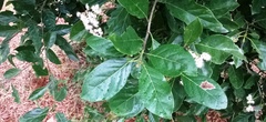 Ehretia laevis