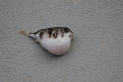 Contusus brevicaudus