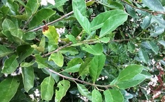 Ehretia laevis