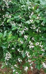 Ehretia laevis