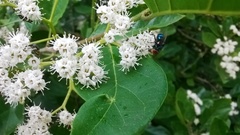 Ehretia laevis