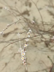 Polygonum arenarium