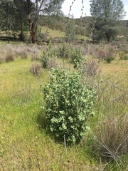 Malacothamnus aboriginum