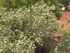 Ehretia laevis