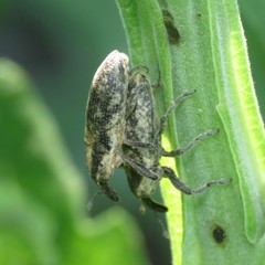 Lixus scrobicollis