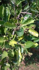 Ehretia laevis