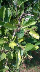 Ehretia laevis