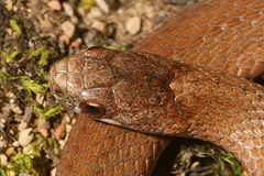 Storeria hidalgoensis